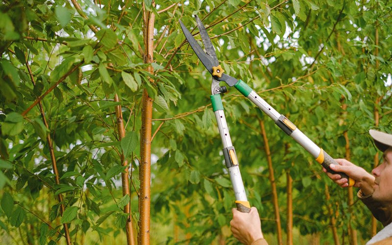 Tree trimming in Magnolia, IA